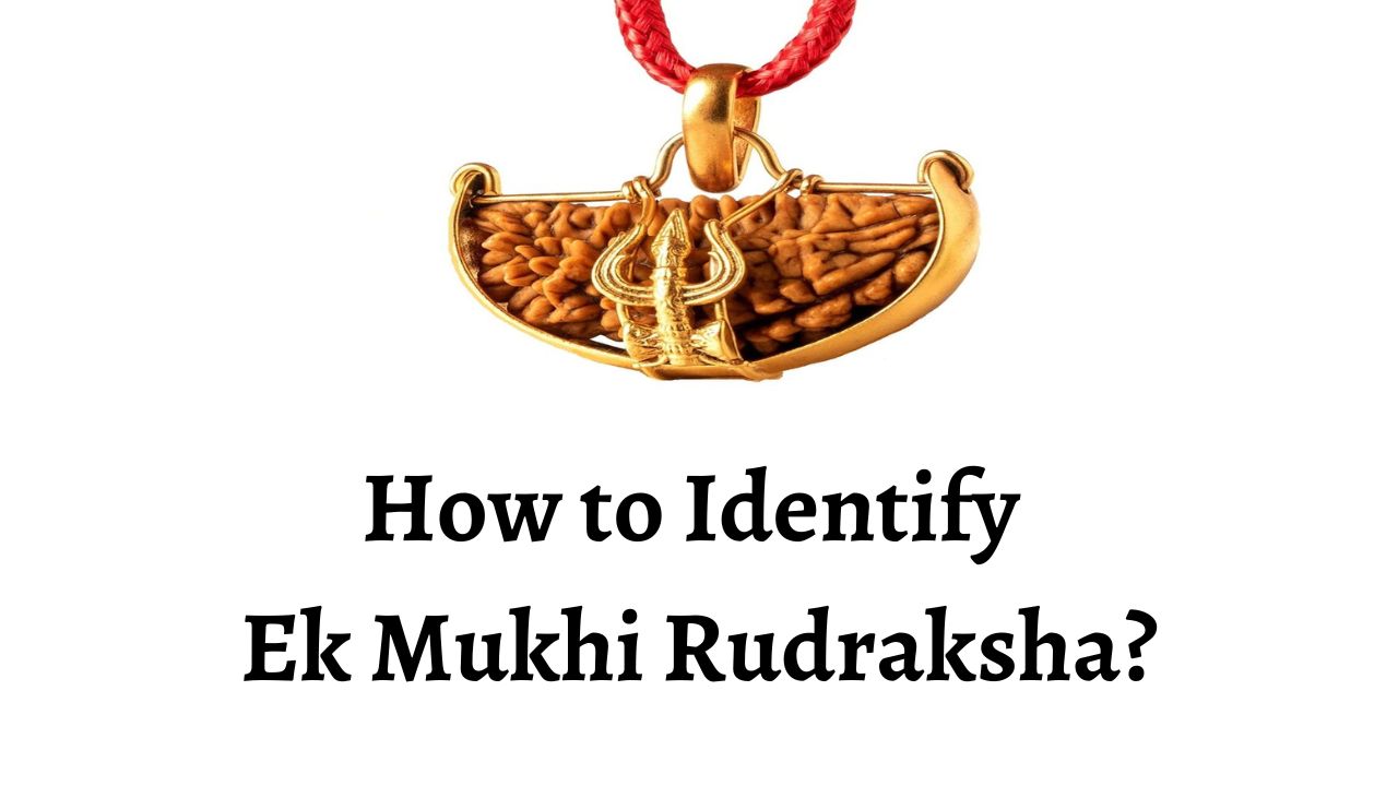 How to Identify Ek Mukhi Rudraksha?