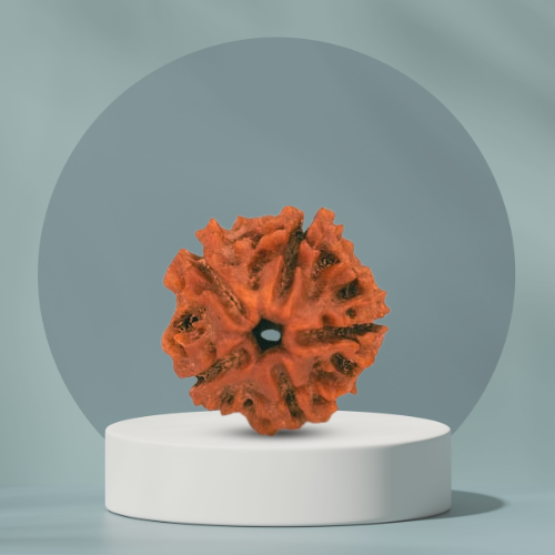 5-mukhi-rudraksha-benefits