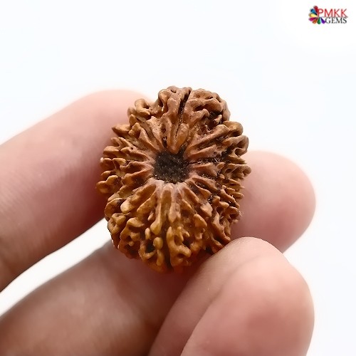 Benefits of Wearing 13 Mukhi Rudraksha - Ajretail Your One-Stop Destination  for Lab Grown Diamonds, Gemstones, and Jewelry Wholesale and Export