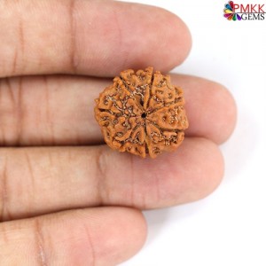 Seven Mukhi Rudraksha 16.55 carat