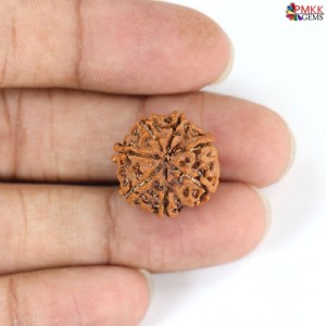 Seven Mukhi Rudraksha 12.25 carat