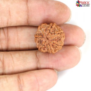 Seven Mukhi Rudraksha 15.8 carat