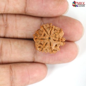 Seven Mukhi Rudraksha 13.80 carat