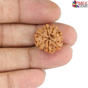 Seven Mukhi Rudraksha 11.85 carat