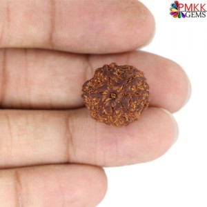 Seven Mukhi Rudraksha 11.96 carat