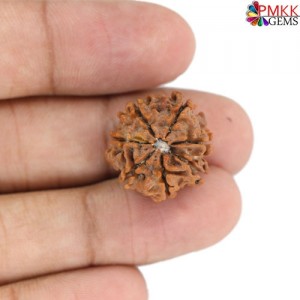 Seven Mukhi Rudraksha 12.15 carat