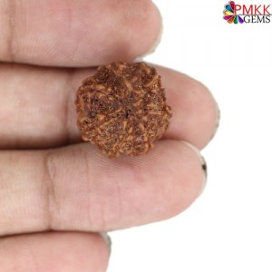 Seven Mukhi Rudraksha 12.40 carat