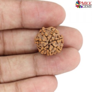Seven Mukhi Rudraksha 10.50  carat