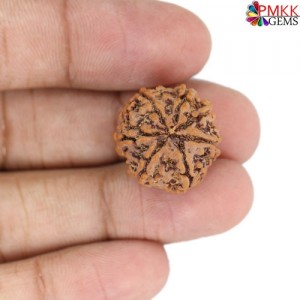 Seven Mukhi Rudraksha 15.64 carat