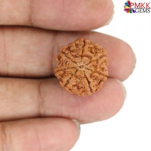 Seven Mukhi Rudraksha 12.70 carat