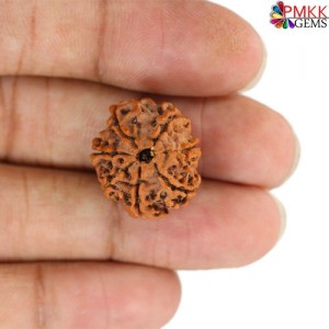 Seven Mukhi Rudraksha 13.30 carat