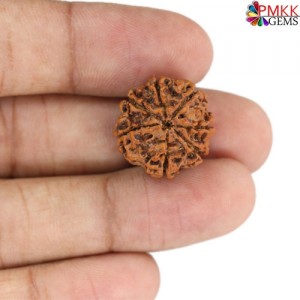 Seven Mukhi Rudraksha 11.70 carat