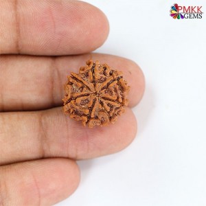 Seven Mukhi Rudraksha 12.54 carat