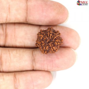 Seven Mukhi Rudraksha 11.5 carat
