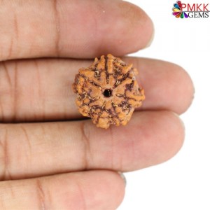 Seven Mukhi Rudraksha 14.00 carat