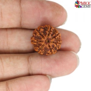 Seven Mukhi Rudraksha 12.50 carat