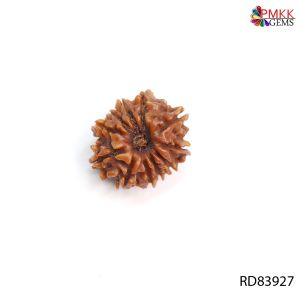 Natural Nepali 11 Mukhi Rudraksha