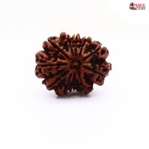 Natural Nepali 11 Mukhi Rudraksha