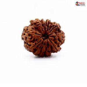 Natural Nepali 11 Mukhi Rudraksha
