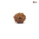 Natural Nepali 9 Mukhi Rudraksha 