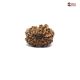 Natural Nepali 12 Mukhi Rudraksha