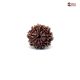 Natural Nepali 10 Mukhi Rudraksha 