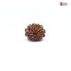 Natural Nepali 10 Mukhi Rudraksha 