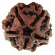 FIVE MUKHI RUDRAKSHA