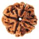 FOUR MUKHI RAUDRAKSHA