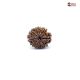Natural Nepali 10 Mukhi Rudraksha 