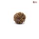 Natural Nepali 10 Mukhi Rudraksha 