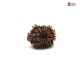 Natural Nepali 12 Mukhi Rudraksha