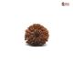 Natural Nepali 12 Mukhi Rudraksha