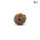 Natural Nepali 10 Mukhi Rudraksha 