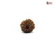 Natural Nepali 11 Mukhi Rudraksha