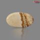 Picture Jasper 25.60 Carat