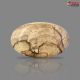 Picture Jasper 46.06 Carat