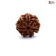 Seven Mukhi Rudraksha
