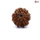 Seven Mukhi Rudraksha Online