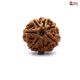 Seven Mukhi Rudraksha 