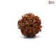 Seven Mukhi Rudraksha price 