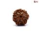 Natural 7 Mukhi Rudraksha