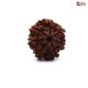 7 Mukhi Rudraksha