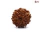 Seven Mukhi Rudraksha