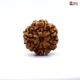 Seven Mukhi Rudraksha online