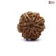7 Mukhi Rudraksha online
