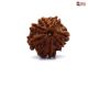 7 Mukhi Rudraksha