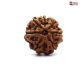 7 Mukhi Rudraksha online
