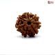 Seven Mukhi Rudraksha online