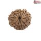 Natural Nepali 10 Mukhi Rudraksha 